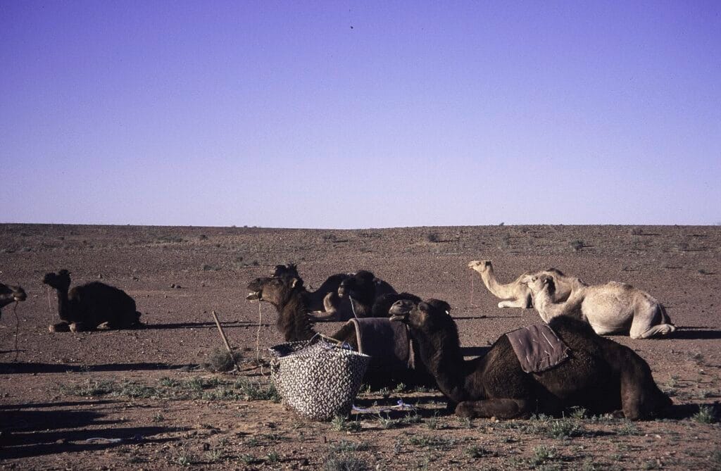 Balade à dromadaire dans la Palmeraie de Marrakech