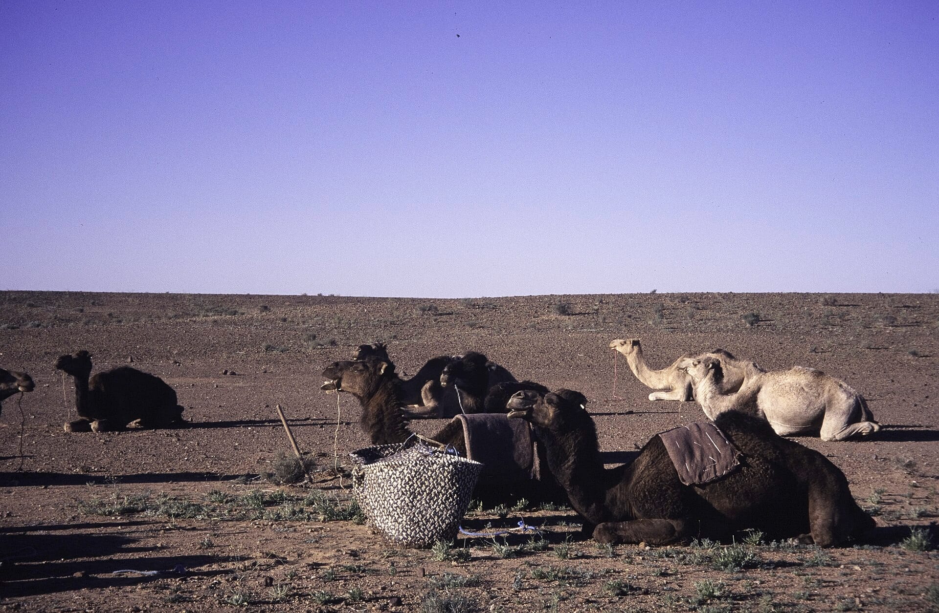 Balade à dos de dromadaire dans la Palmeraie de Marrakech